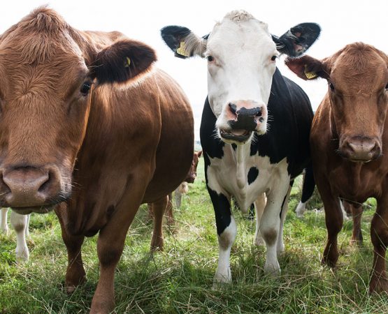 Grazing cows