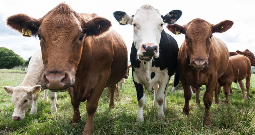 Grazing cows