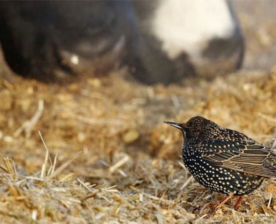 Starling Management