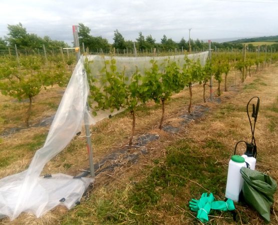 Botrytis battle in Viticulture