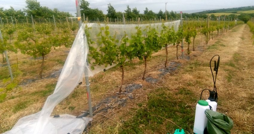 Botrytis battle in Viticulture