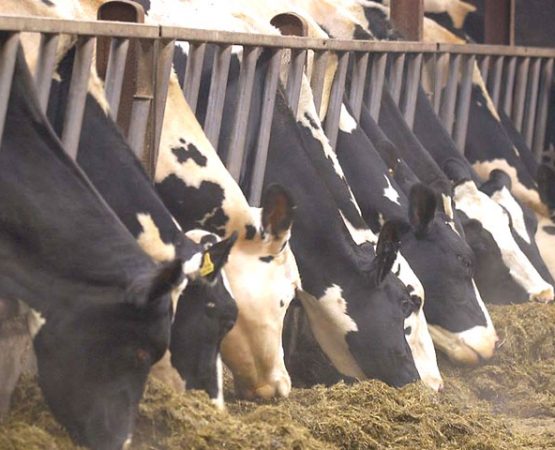 Cows eating silage