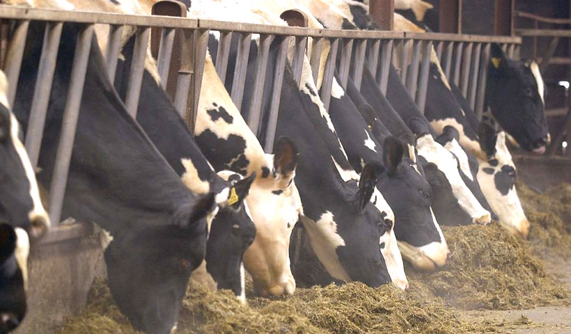 Cows eating silage