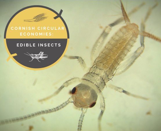 edible insects